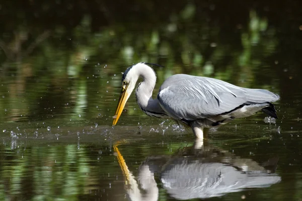 Vacker Utsikt Över Heron Fågel Naturen — Stockfoto