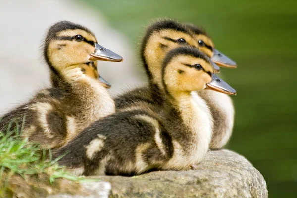 Nahaufnahme Von Niedlichen Kleinen Entchen — Stockfoto