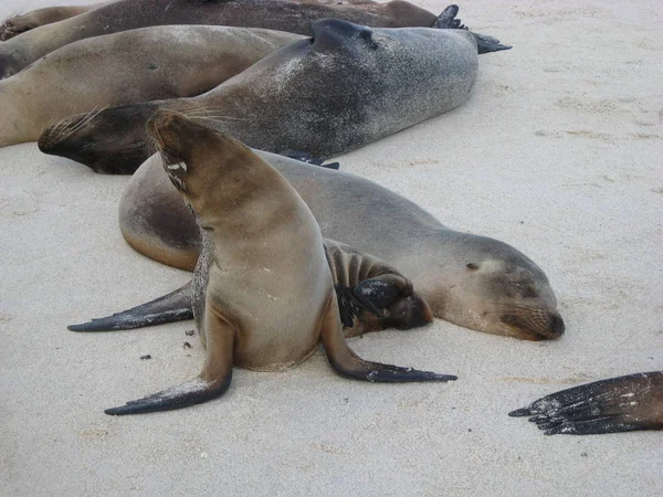 Młode Lwy Morskie Galapagos — Zdjęcie stockowe