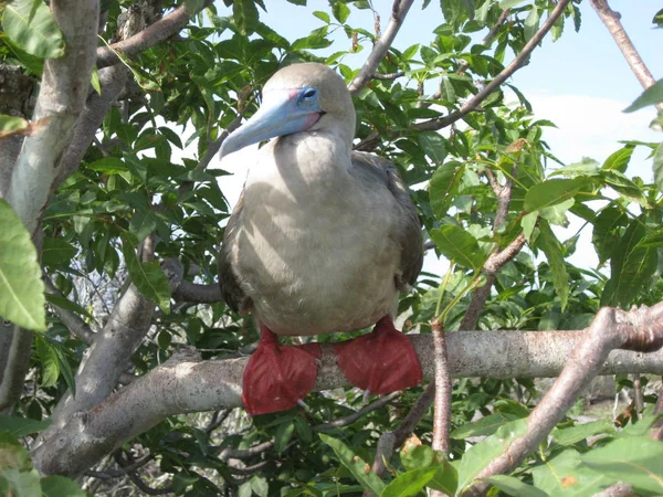 Gambar Burung Yang Indah — Stok Foto