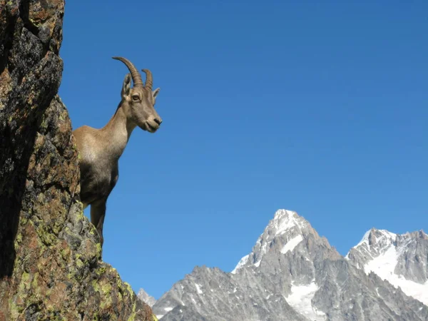 Ibex Animal Nature Fauna Stock Photo