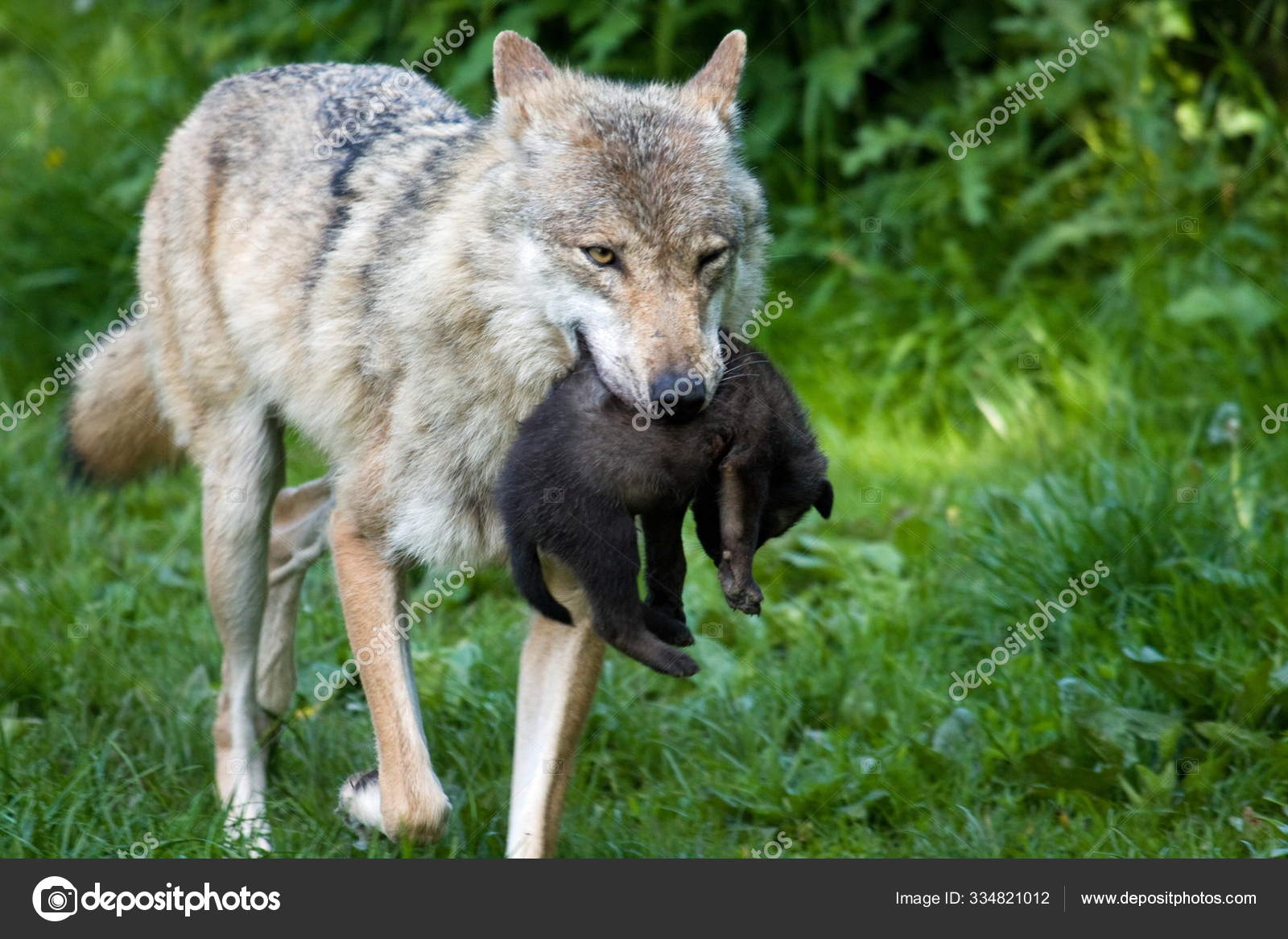 afbrudt Uheldig hastighed Scenic View Wild Wolf Nature Stock Photo by ©PantherMediaSeller 334821012