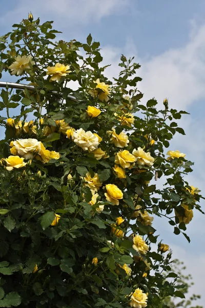 Bellissimi Fiori Sfondo Concetto Floreale — Foto Stock