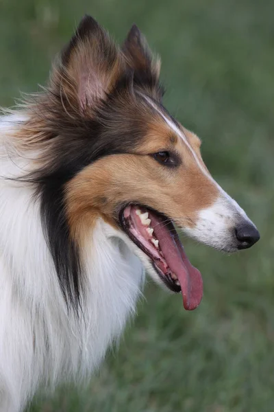 Collie Rodowód Pies Zwierzę Domowe — Zdjęcie stockowe