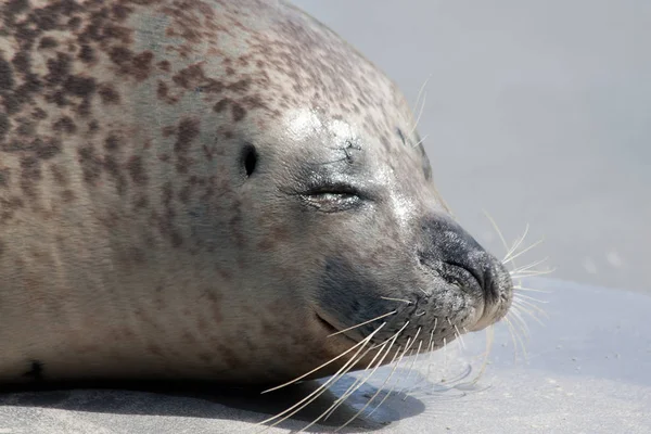 Niedlicher Seelöwe Meerestier — Stockfoto