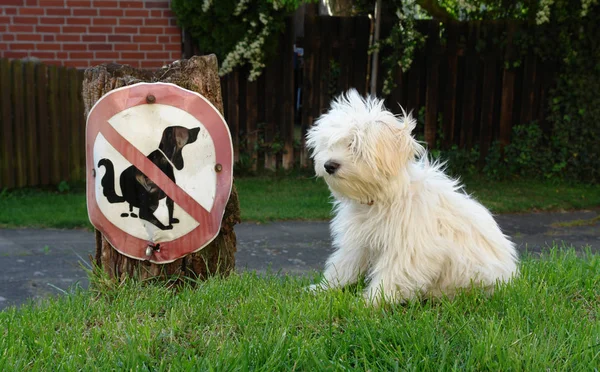 Vue Panoramique Chien Chiot Mignon — Photo