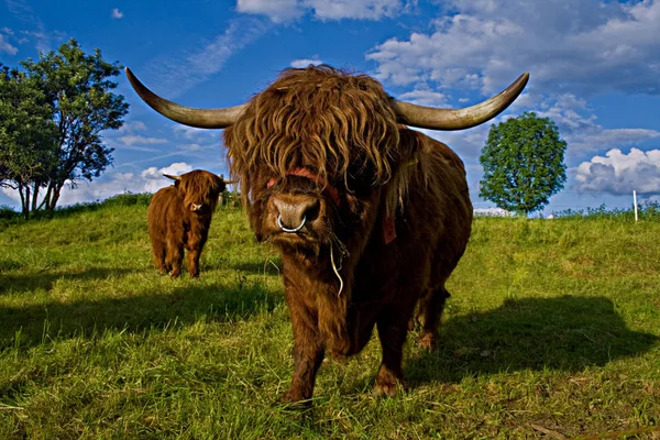 Landsliv Selektivt Fokus — Stockfoto