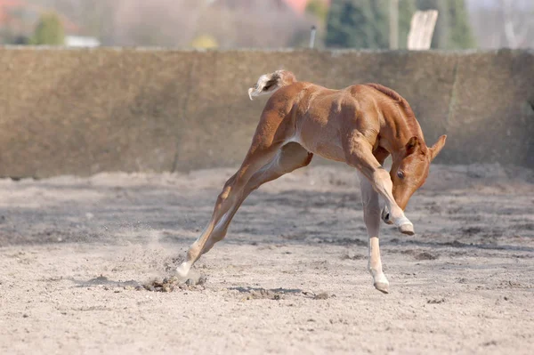 Animali Cavallo Razza Pura Sul Campo — Foto Stock