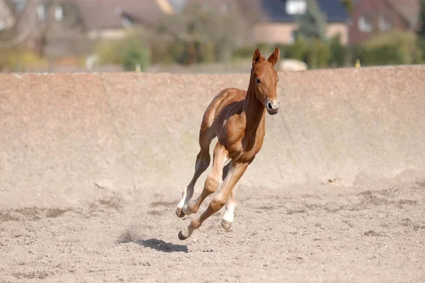 昼間は屋外の馬 — ストック写真