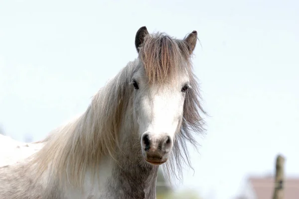 昼間は屋外の馬 — ストック写真