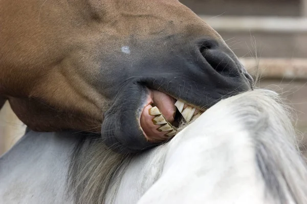 Caballos Aire Libre Durante Día — Foto de Stock