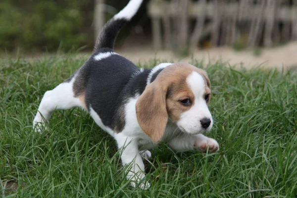 Retrato Bonito Adorável Cão Beagle — Fotografia de Stock