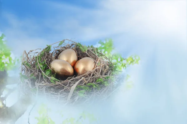 Nest Golden Eggs — Stock Photo, Image