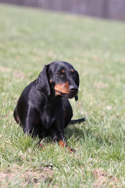 Plan Extérieur Chiens Mignons — Photo