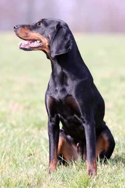 Porträtt Söt Hund — Stockfoto