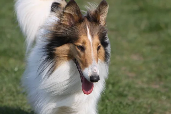 Collie Stamboom Hond Dier Huisdier — Stockfoto