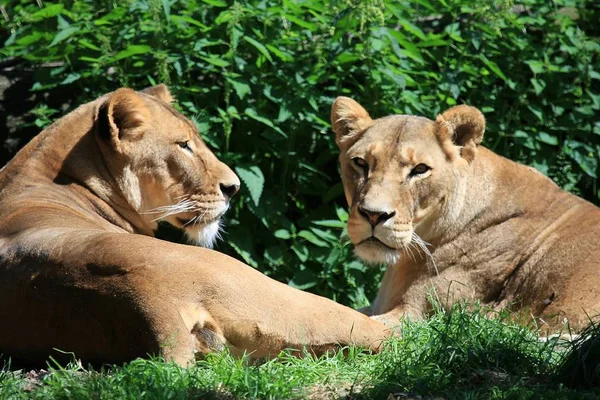 Encerramento Animais Jardim Zoológico — Fotografia de Stock