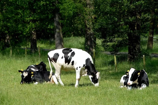 Vacas Paisagem Natural Foco Seletivo — Fotografia de Stock