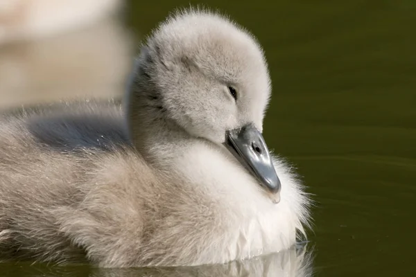 Mladá Zvířata Selektivní Zaměření — Stock fotografie