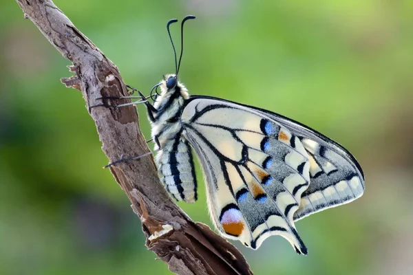 美丽的盘尾蝴蝶的特写 — 图库照片