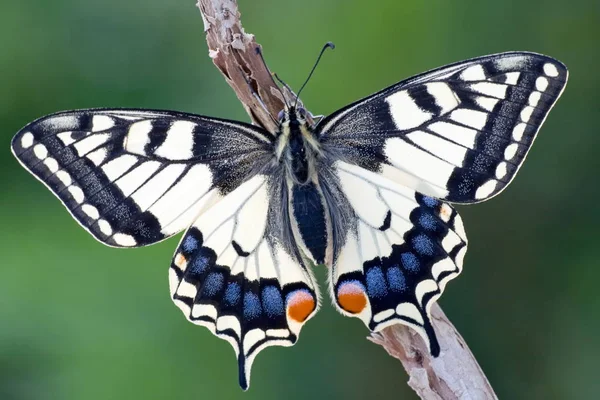 Vista Cerca Hermosa Mariposa Cola Milano — Foto de Stock