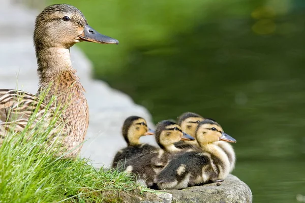 closeup view of cute little ducklings