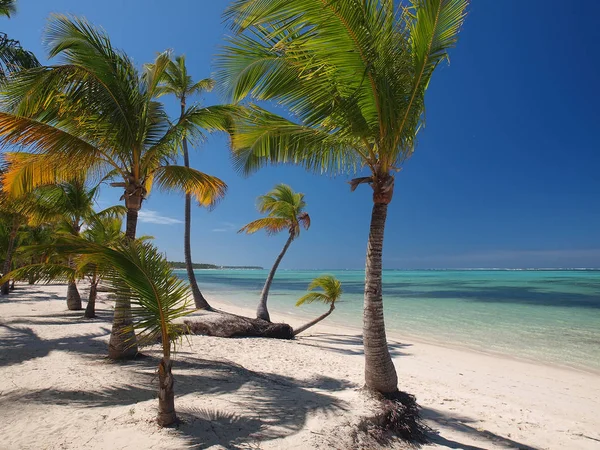 Punta Cana Den Dominikanske Republikk – stockfoto