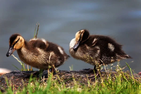 Sie Dort Tun Haben — Stockfoto