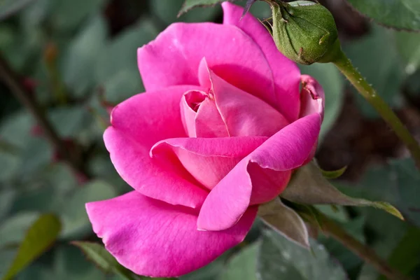 Růže Poupě Okvětní Lístky — Stock fotografie
