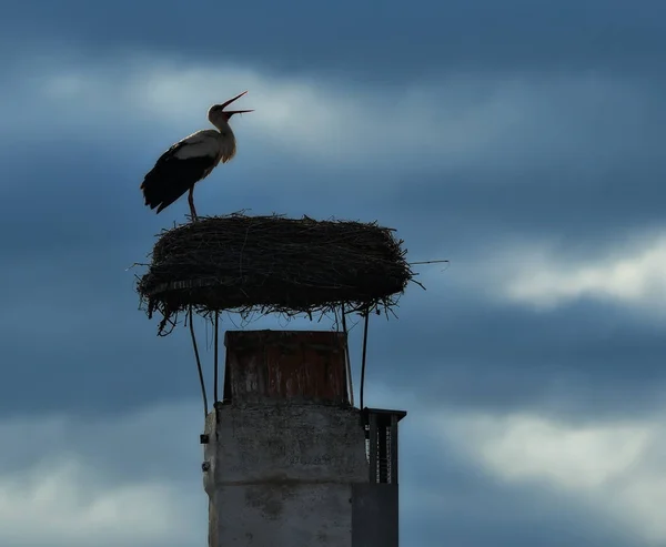 Vue Panoramique Belle Cigogne Oiseau Nature — Photo