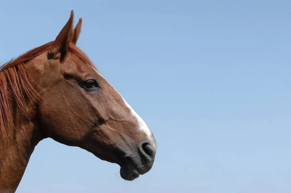 Mamífero Animal Cavalo Puro — Fotografia de Stock