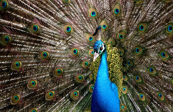 Utsikt Över Vacker Fågel Naturen — Stockfoto