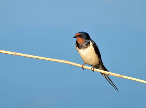 Barn Swallow Reed — Stock Photo, Image