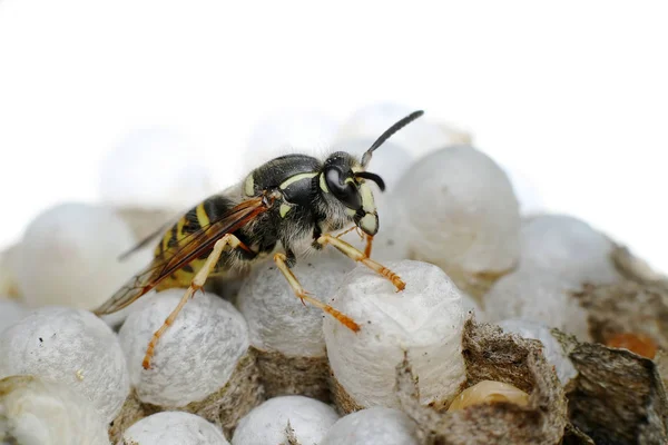 Eşek Arılarının Makro Görüntüsü — Stok fotoğraf