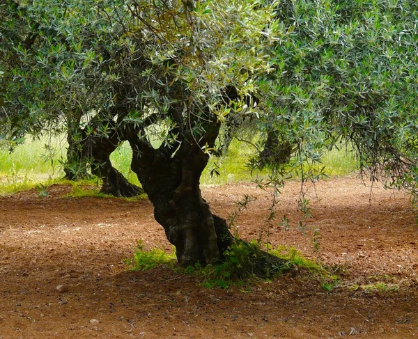 Flora Natural Olivos — Foto de Stock