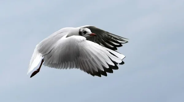 Malerischer Blick Auf Schöne Möwenvögel Der Natur — Stockfoto