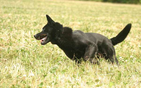 Porträt Eines Süßen Hundes — Stockfoto