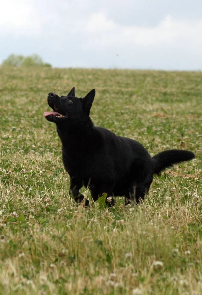 Schwarzer Und Weißer Hund Gras — Stockfoto