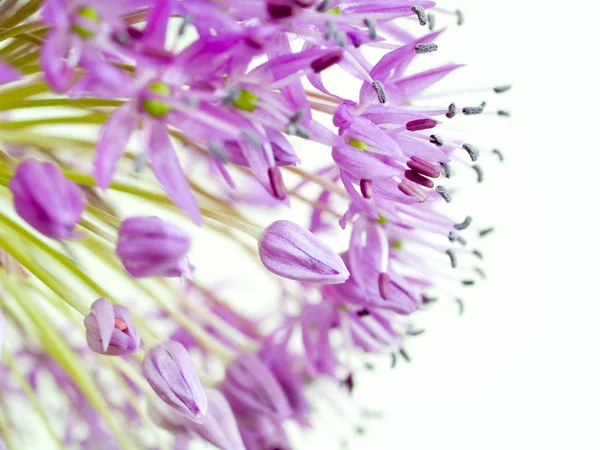 Flor Alium Flora Botânica — Fotografia de Stock