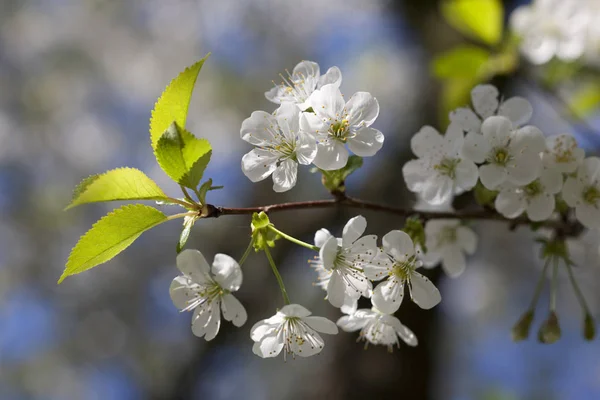 Sakura Körsbärsblomma Blommor — Stockfoto