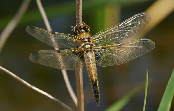 Detailní Makro Pohled Hmyz Vážky — Stock fotografie