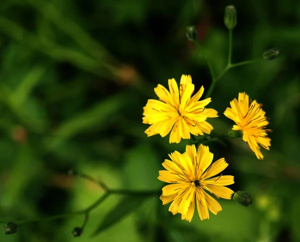 Belles Fleurs Fond Concept Floral — Photo