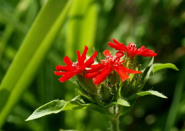 Krásný Botanický Záběr Přírodní Tapety — Stock fotografie