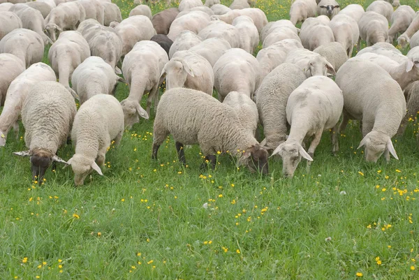 Pecuária Doméstica Pastagem Agrícola — Fotografia de Stock
