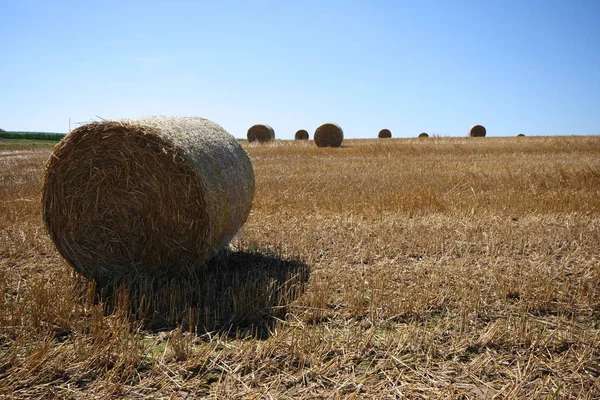 Indústrias Agrícolas Alimentares — Fotografia de Stock