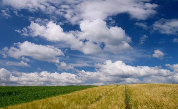 Agricultura Campo Con Cultivo Maíz — Foto de Stock