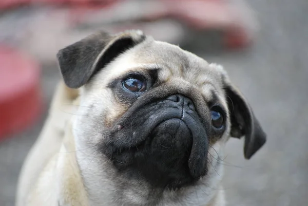 Cachorro Porco Animal Estimação — Fotografia de Stock