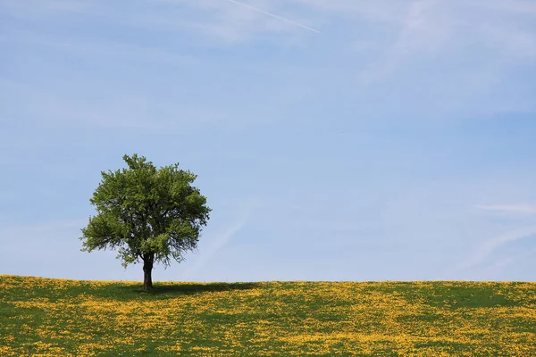 Arbre Solitaire Dans Champ — Photo