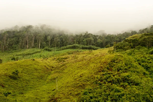 Forêt Tropicale Nature Feuillage Arbres Verts — Photo
