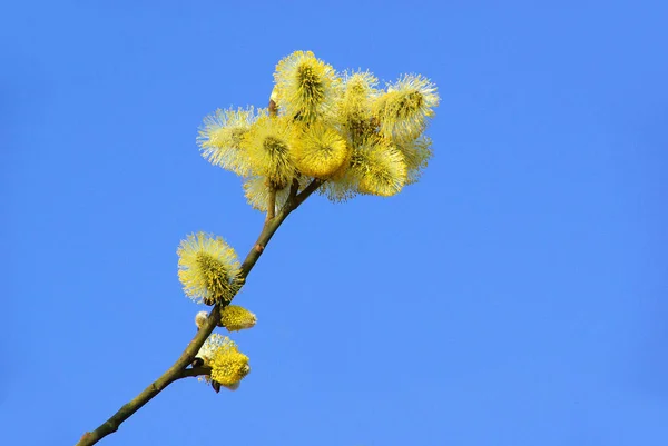 Pussy Willow Spring Catkin — Stok fotoğraf